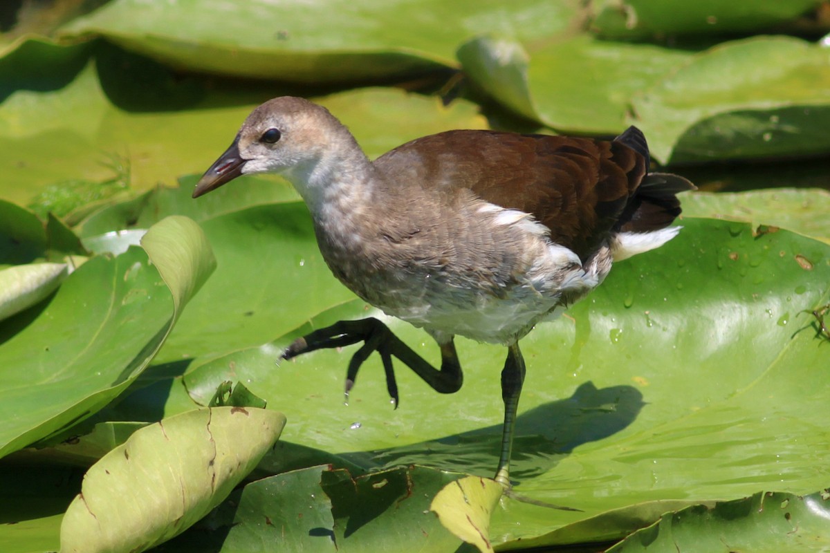 Хажилгат түнжүүр - ML639960383