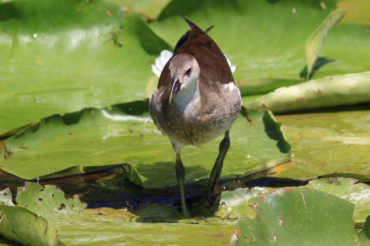 Хажилгат түнжүүр - ML639960384