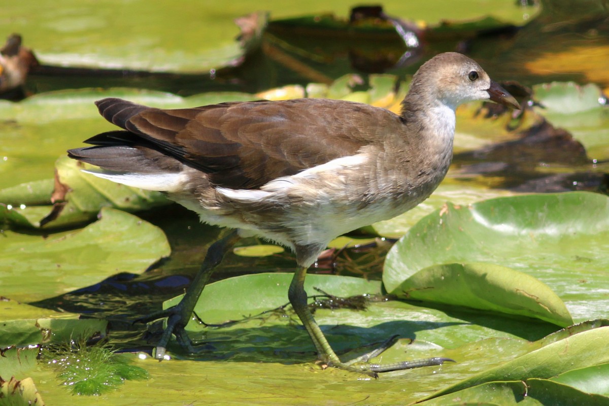 Хажилгат түнжүүр - ML639960386