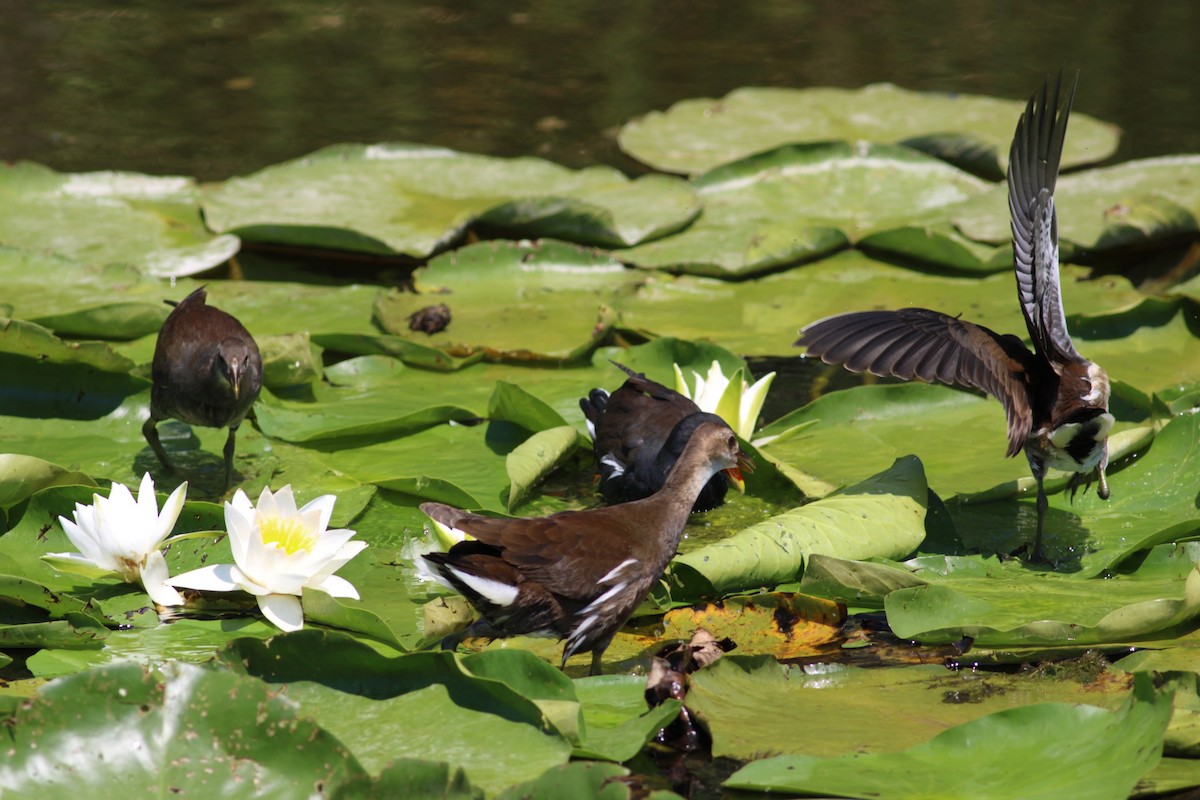 Хажилгат түнжүүр - ML639960388