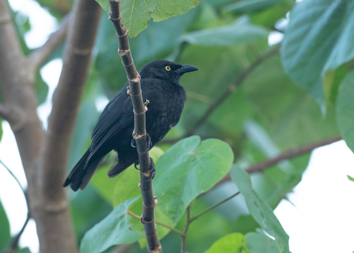 Micronesian Starling - ML639960397