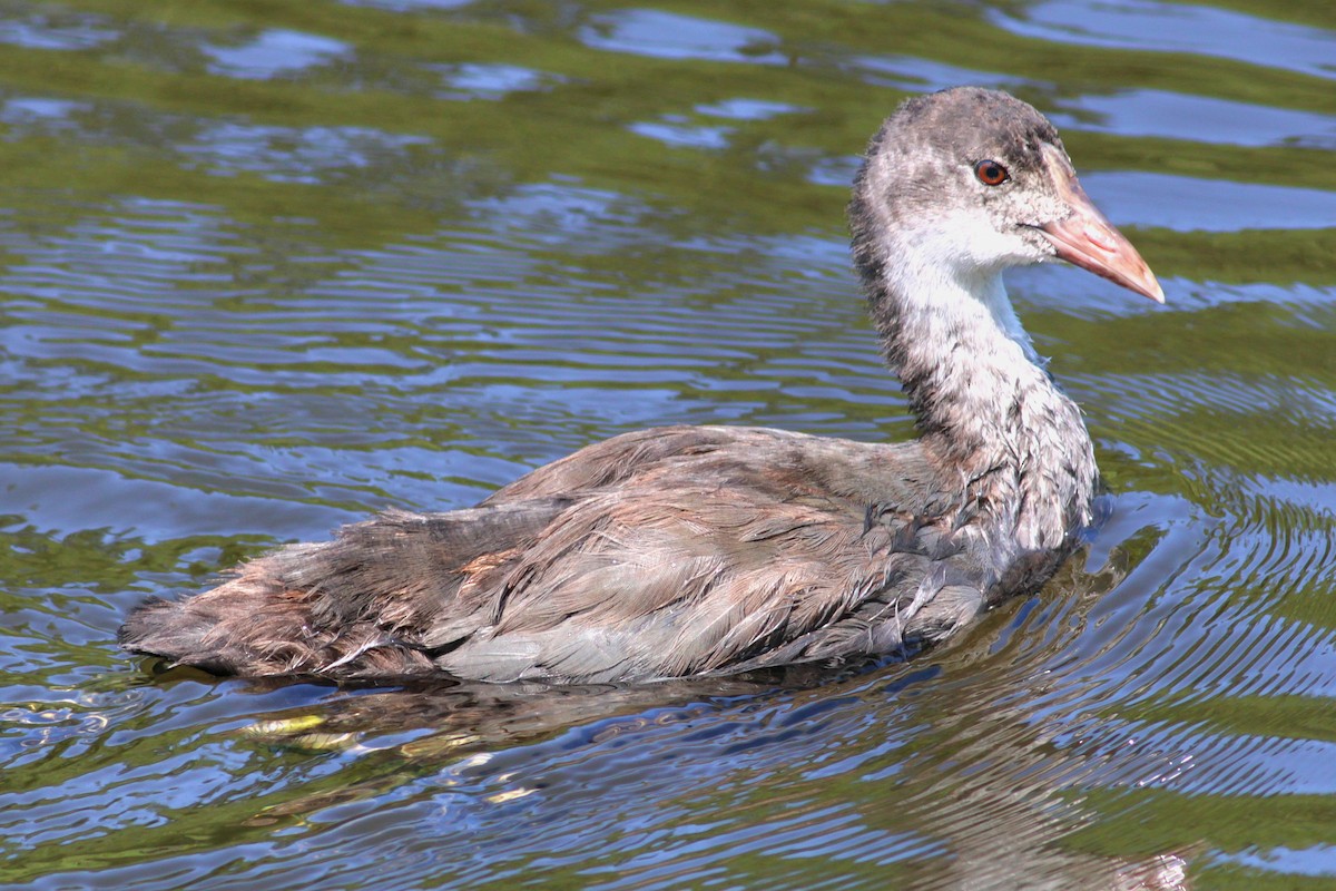 Халзан түнжүүр - ML639960403