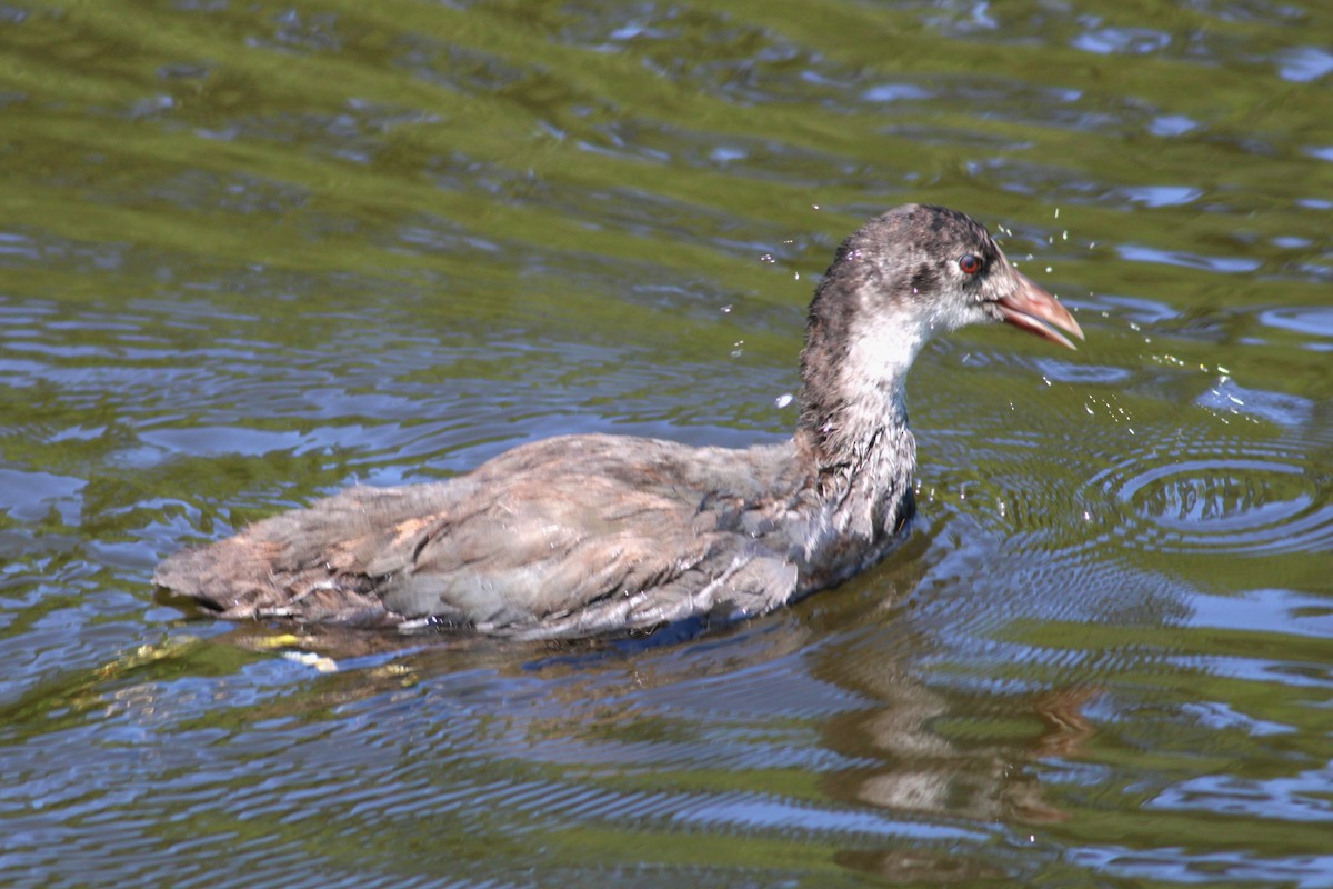 Халзан түнжүүр - ML639960404