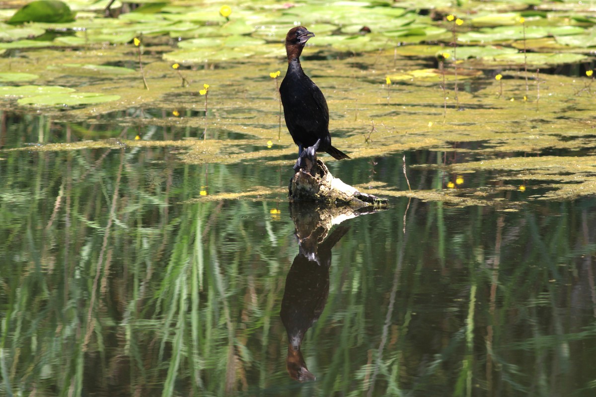 Pygmy Cormorant - ML639960409