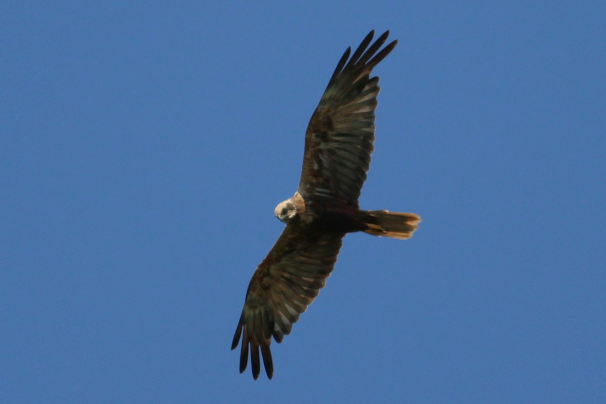 Western Marsh Harrier - ML639960420