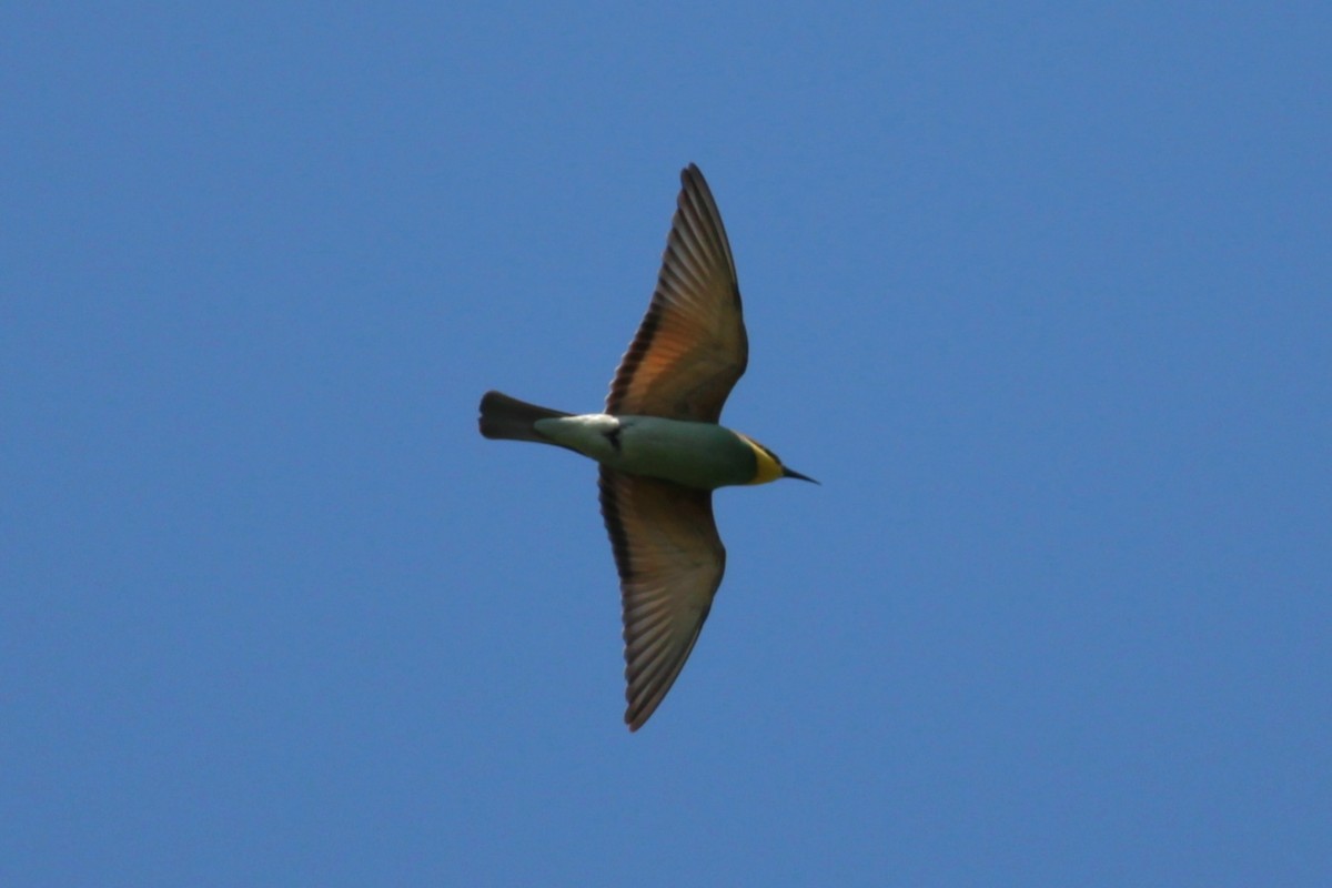 Шарга зөгийч - ML639960427