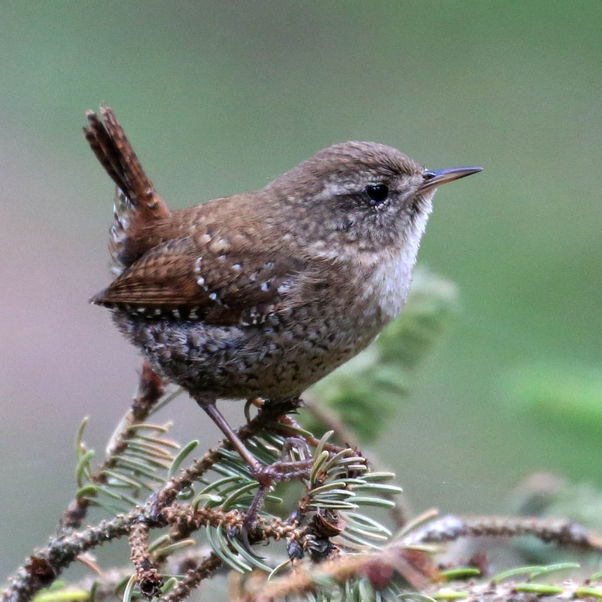 Winter Wren - ML639960432