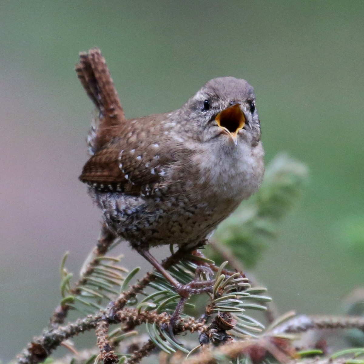 Winter Wren - ML639960433