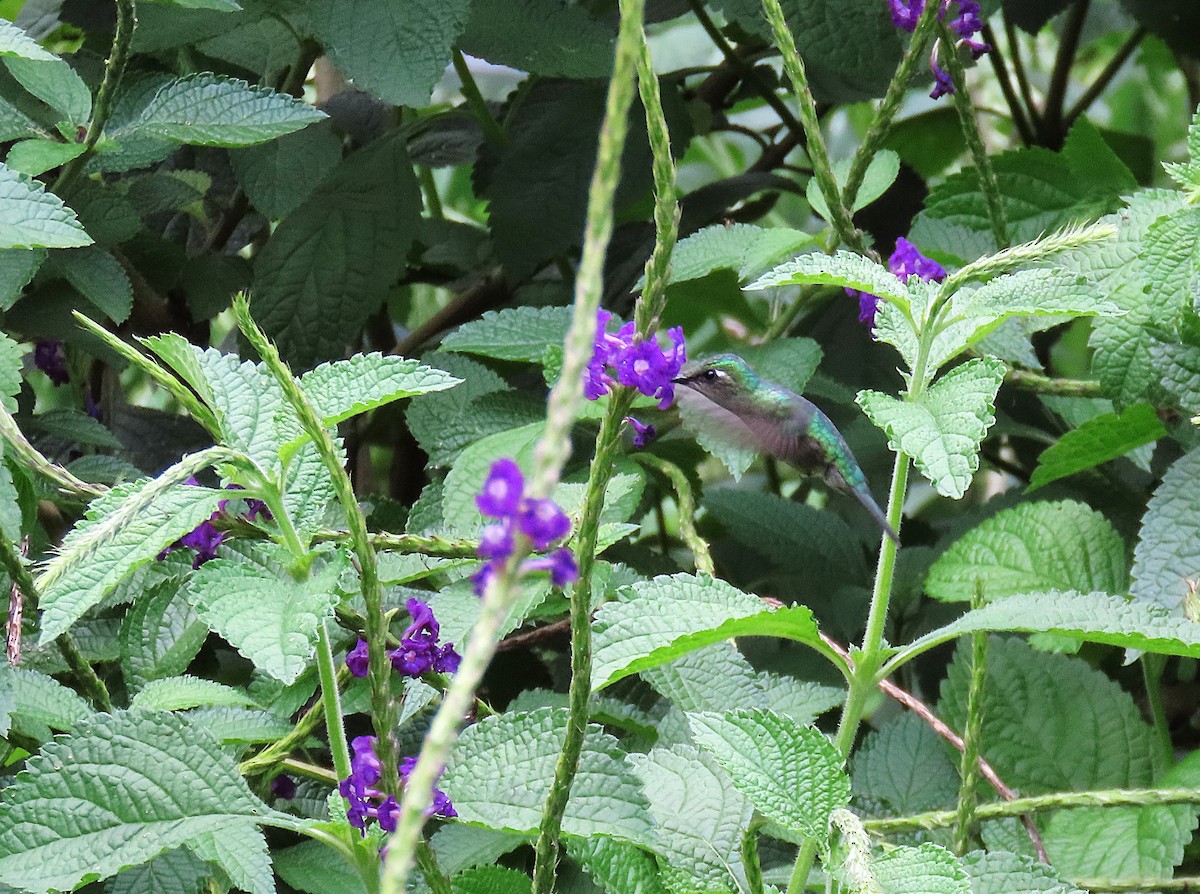 Emerald-chinned Hummingbird - ML639960513