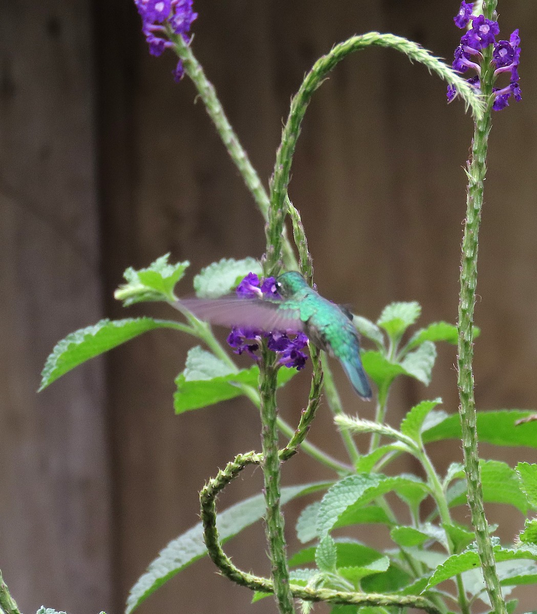 Emerald-chinned Hummingbird - ML639960514