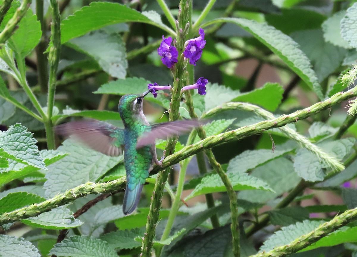 Emerald-chinned Hummingbird - ML639960515