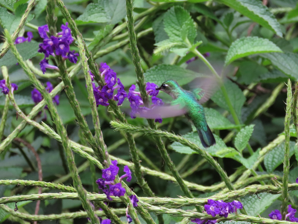 Emerald-chinned Hummingbird - ML639960516