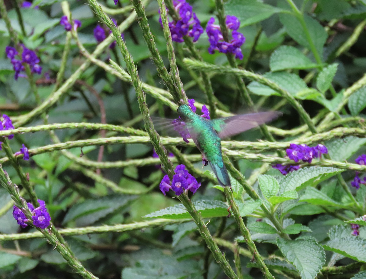 Emerald-chinned Hummingbird - ML639960517