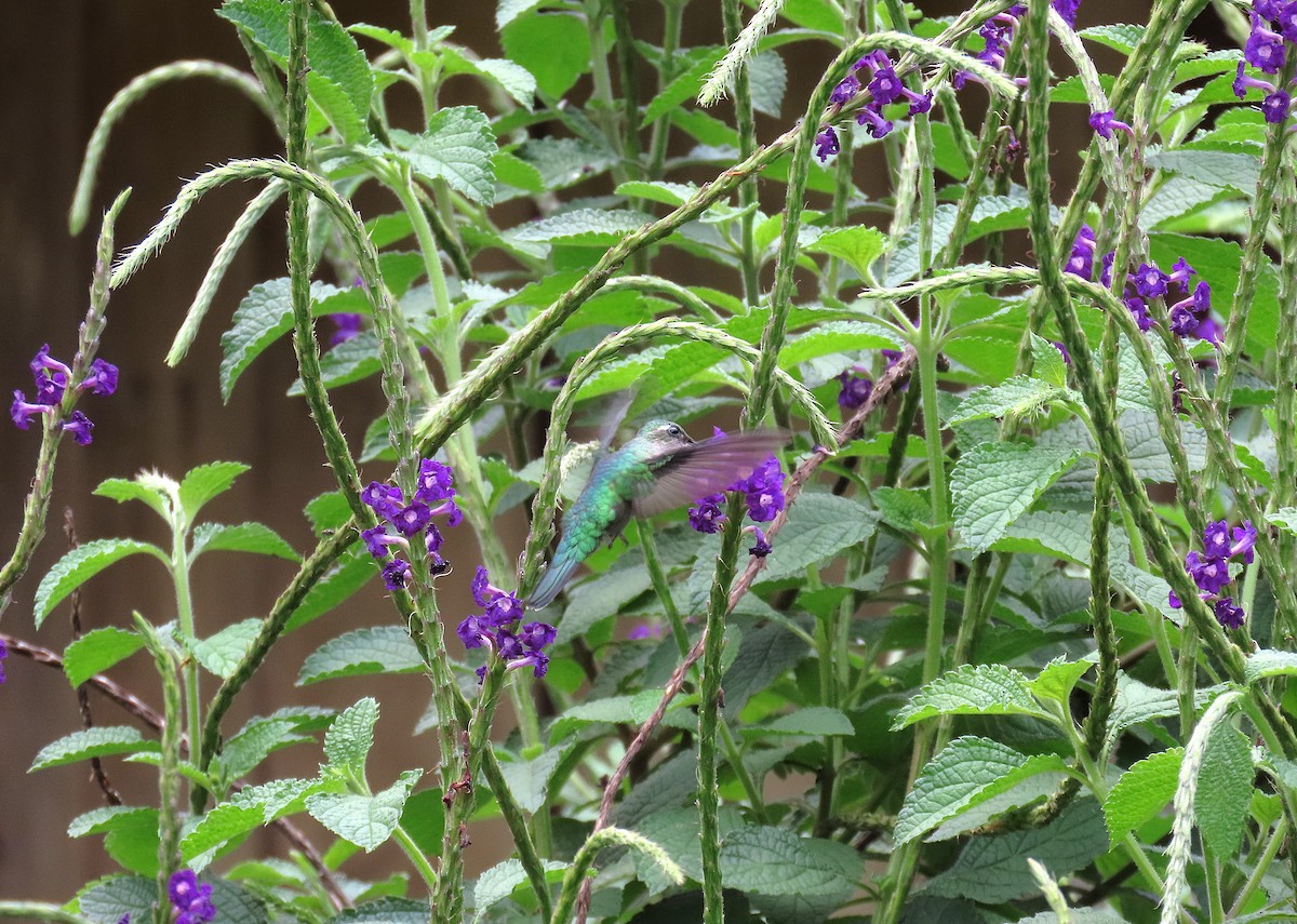 Emerald-chinned Hummingbird - ML639960518