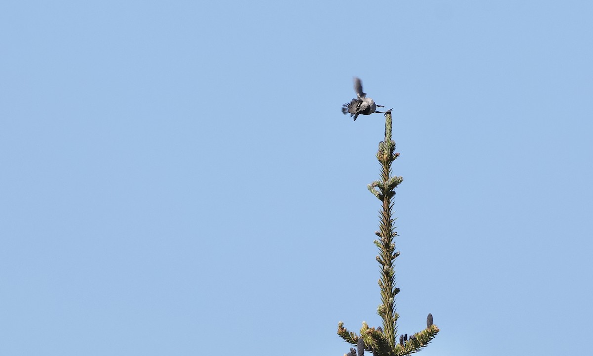 Mountain Chickadee - ML639960587