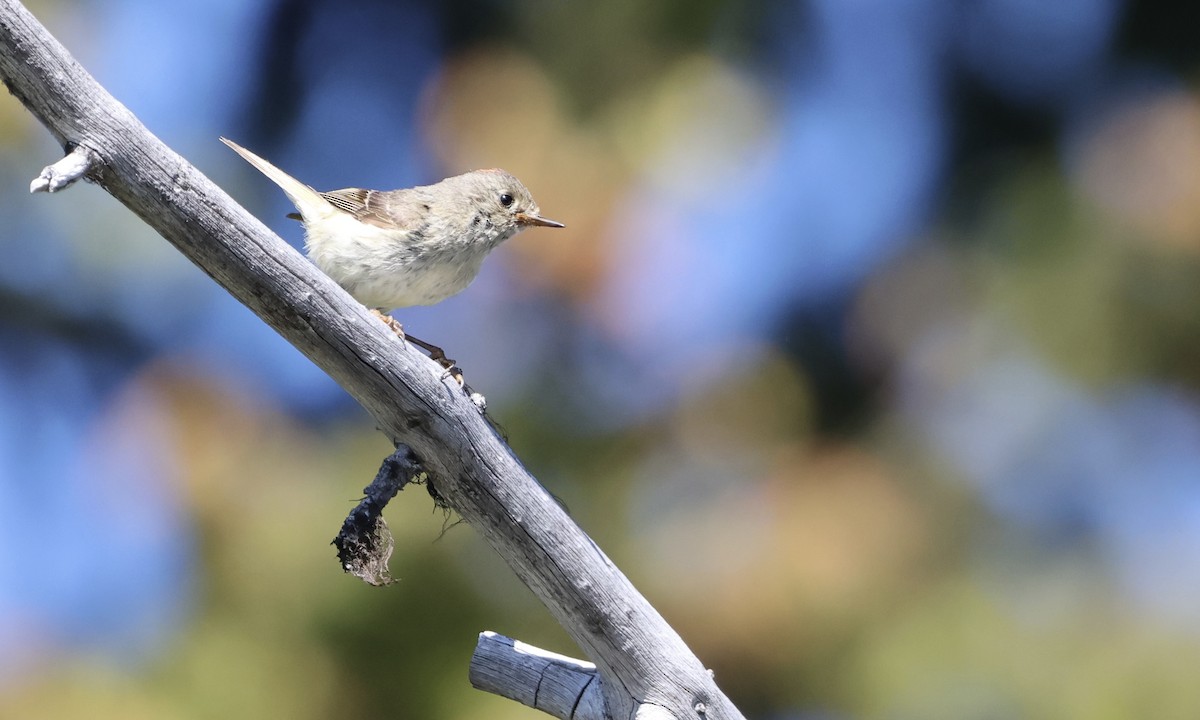 Ruby-crowned Kinglet - ML639960616