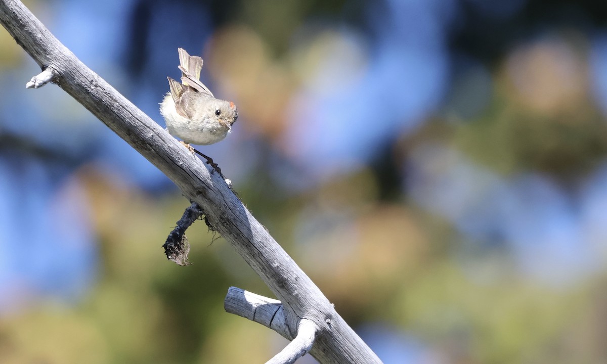 Ruby-crowned Kinglet - ML639960617
