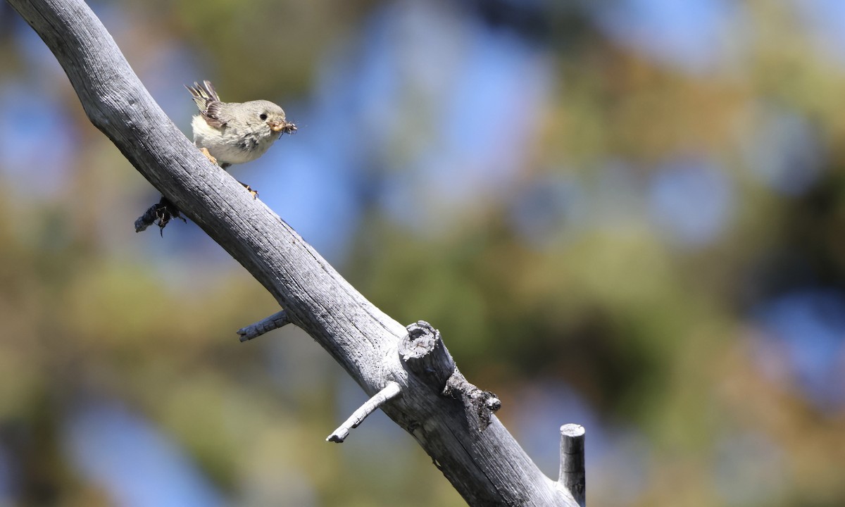 Ruby-crowned Kinglet - ML639960619