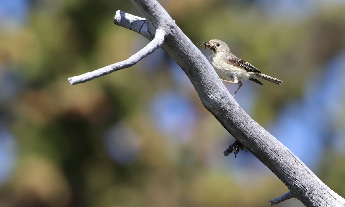 Ruby-crowned Kinglet - ML639960620