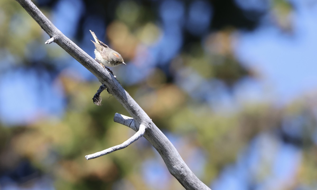 Ruby-crowned Kinglet - ML639960621