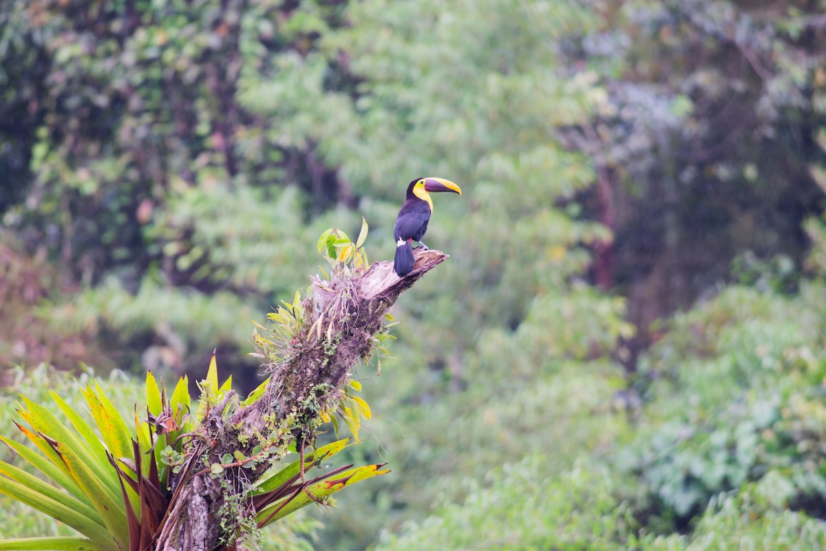 Yellow-throated Toucan - ML639960651
