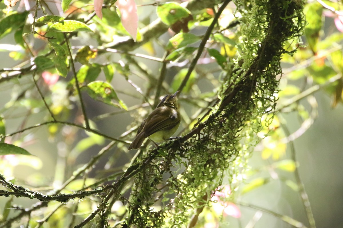 Mountain Leaf Warbler - ML639960658