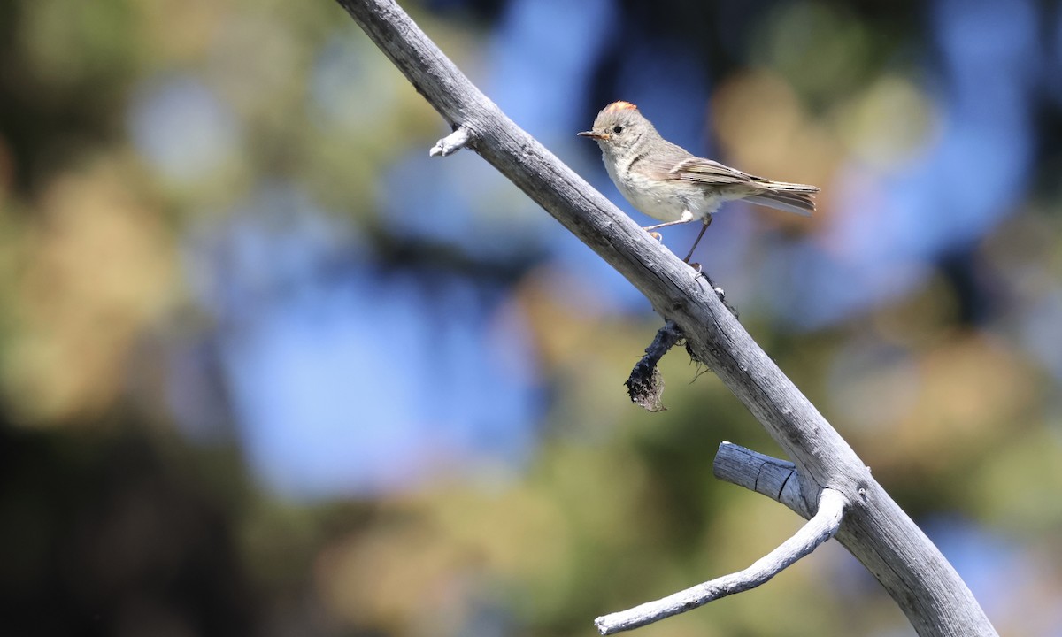 Ruby-crowned Kinglet - ML639960706