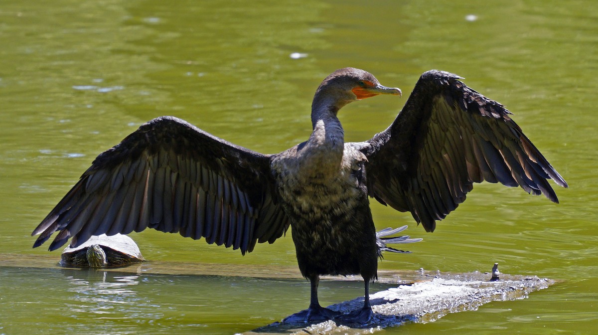Double-crested Cormorant - ML639960710