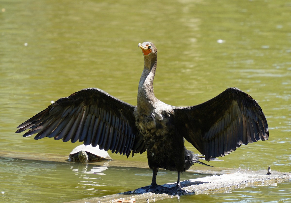 Double-crested Cormorant - ML639960711