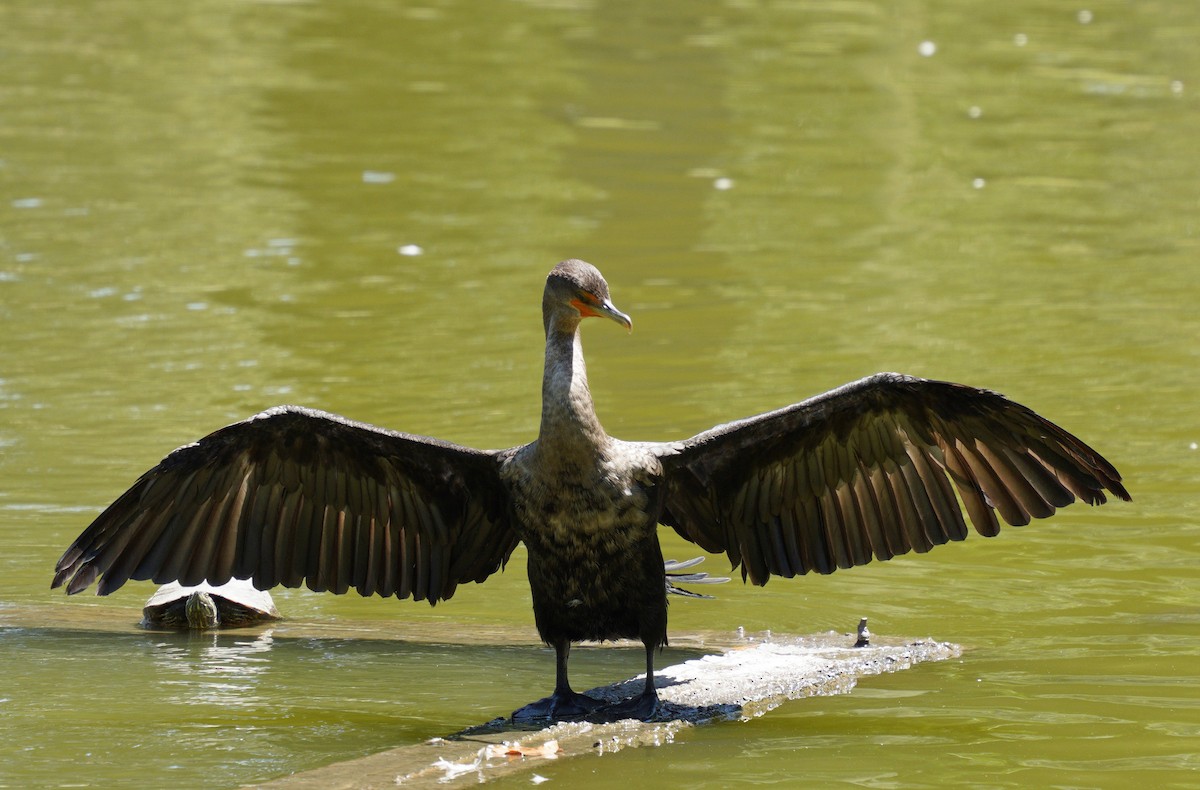 Double-crested Cormorant - ML639960712