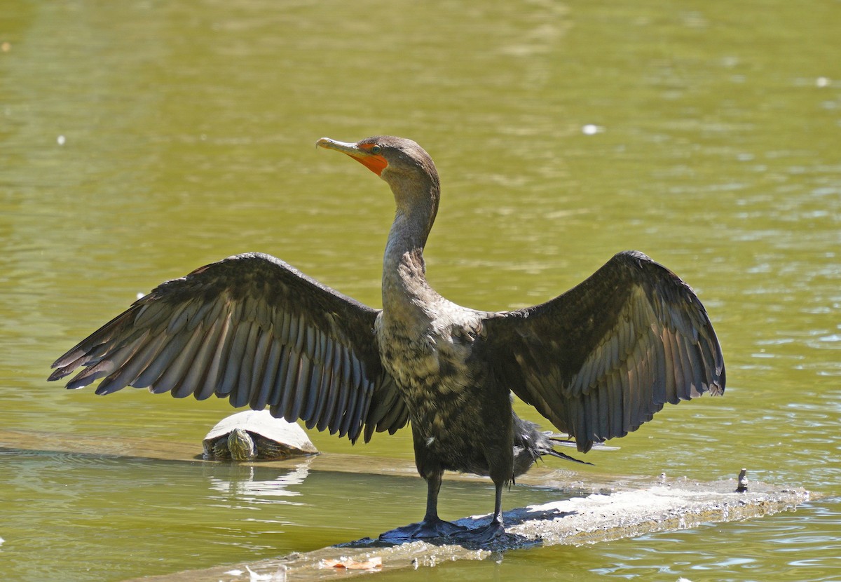Double-crested Cormorant - ML639960713