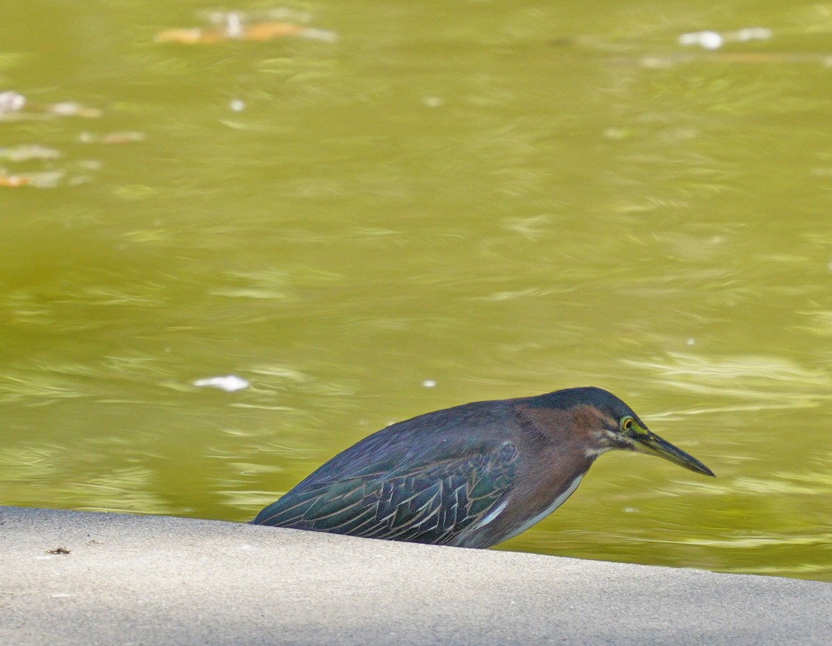 Green Heron - ML639960723
