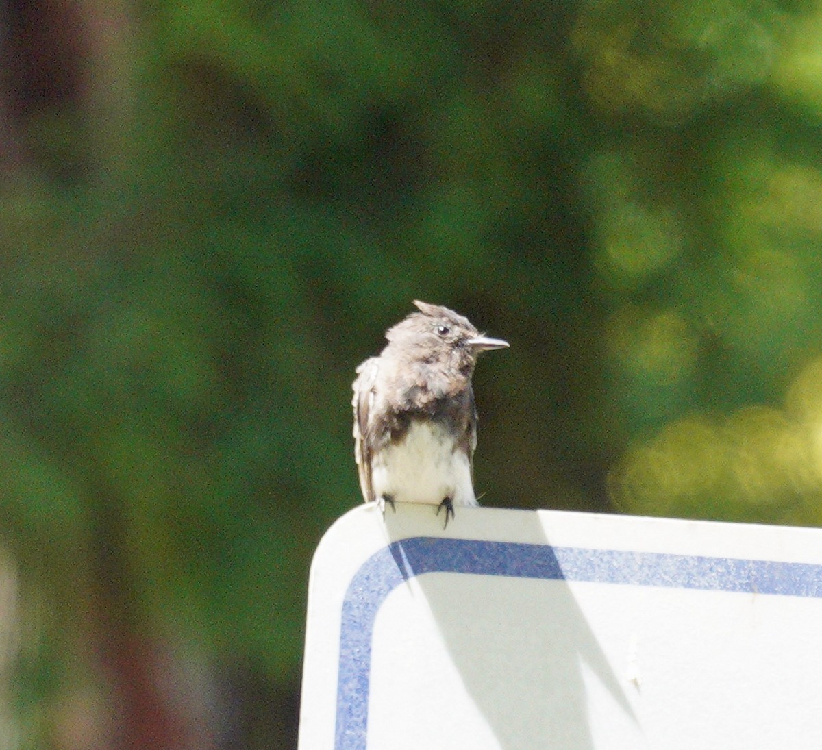 Black Phoebe - ML639960730