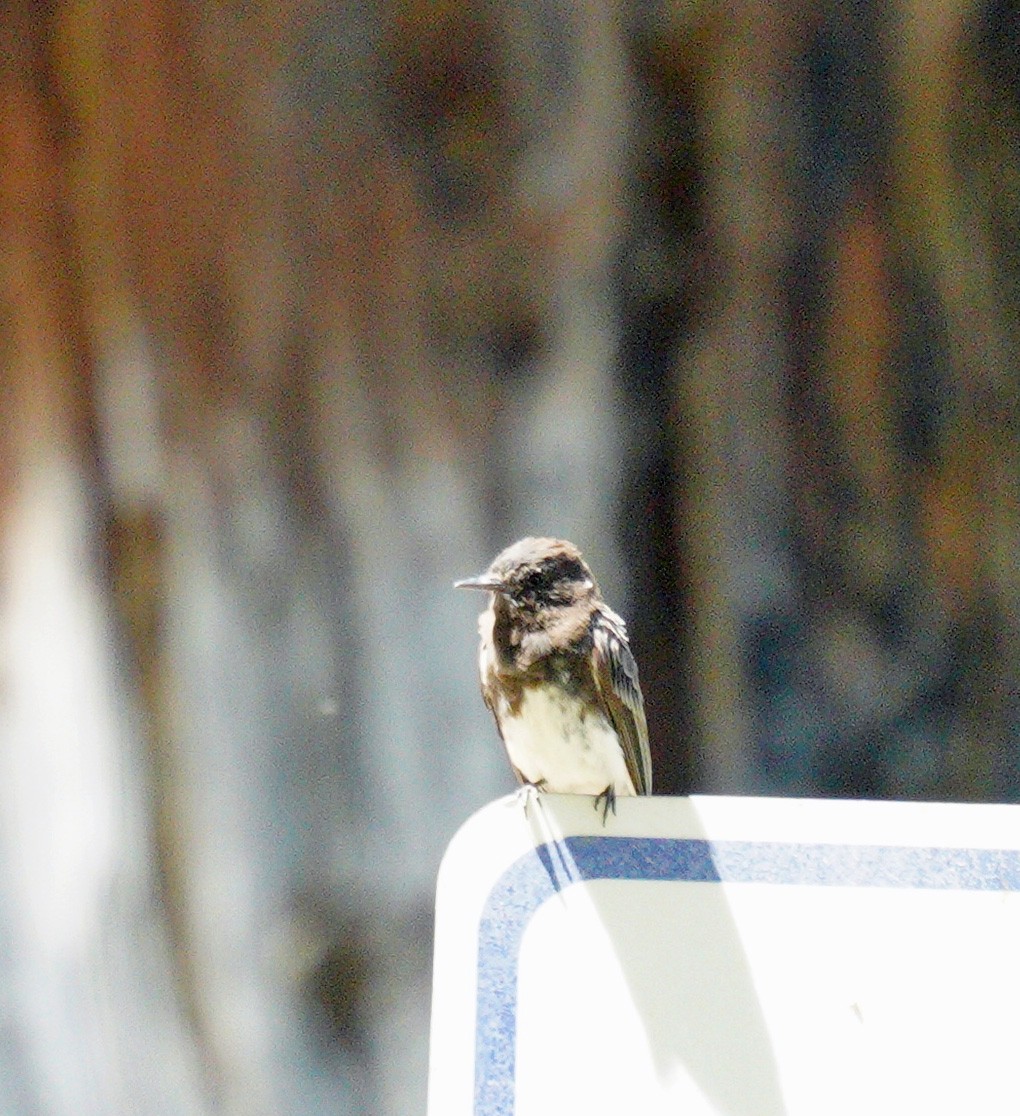 Black Phoebe - ML639960731