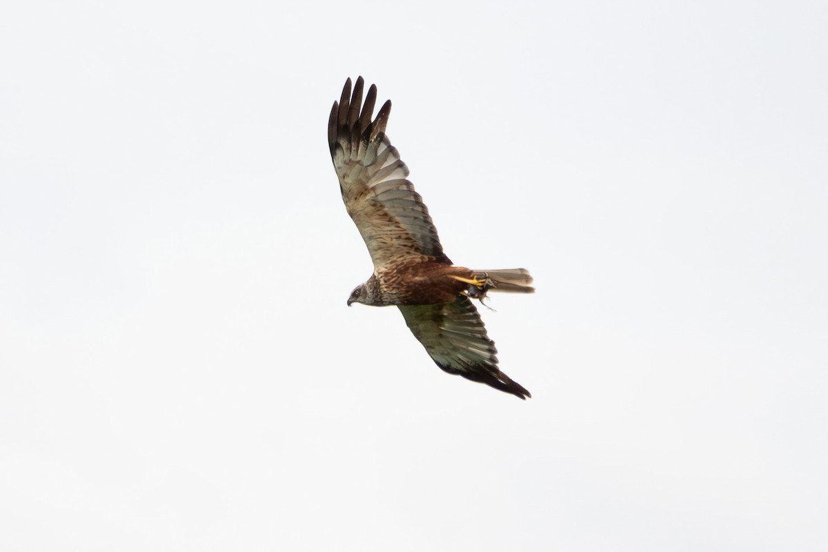 Western Marsh Harrier - ML639960733