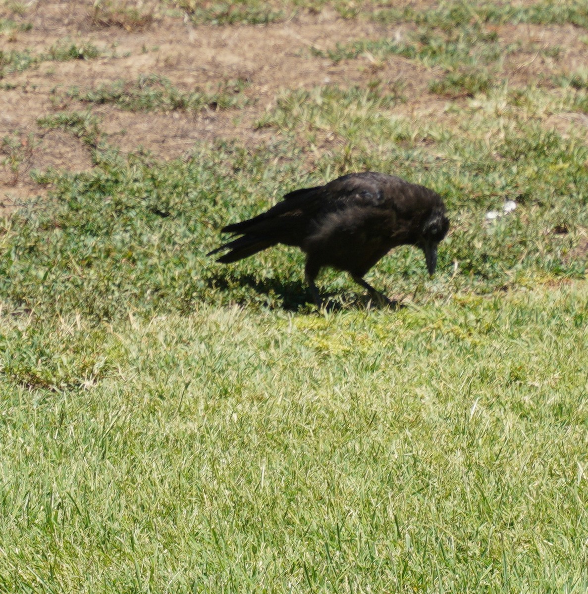 American Crow - ML639960744