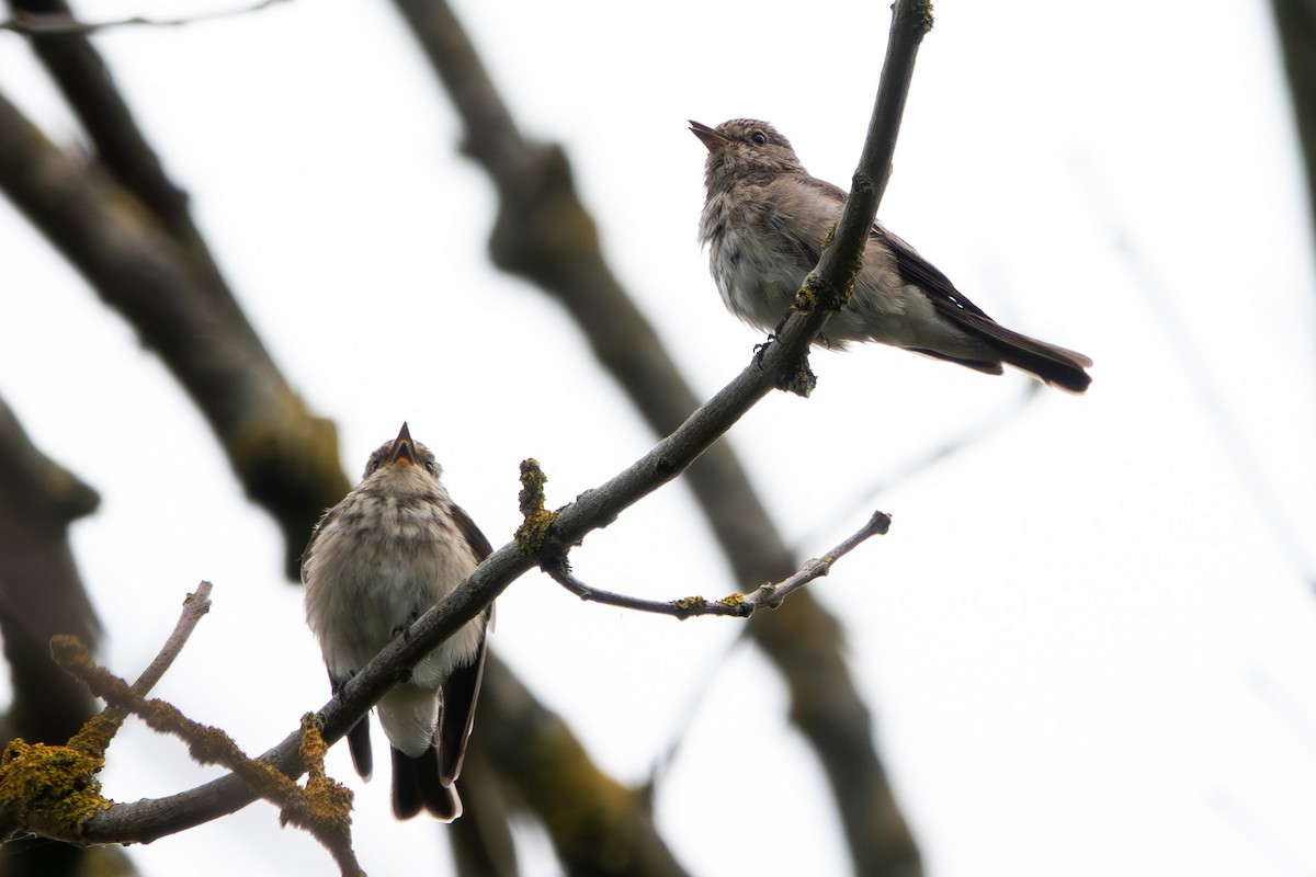 Бөртөт намнаахай - ML639960745