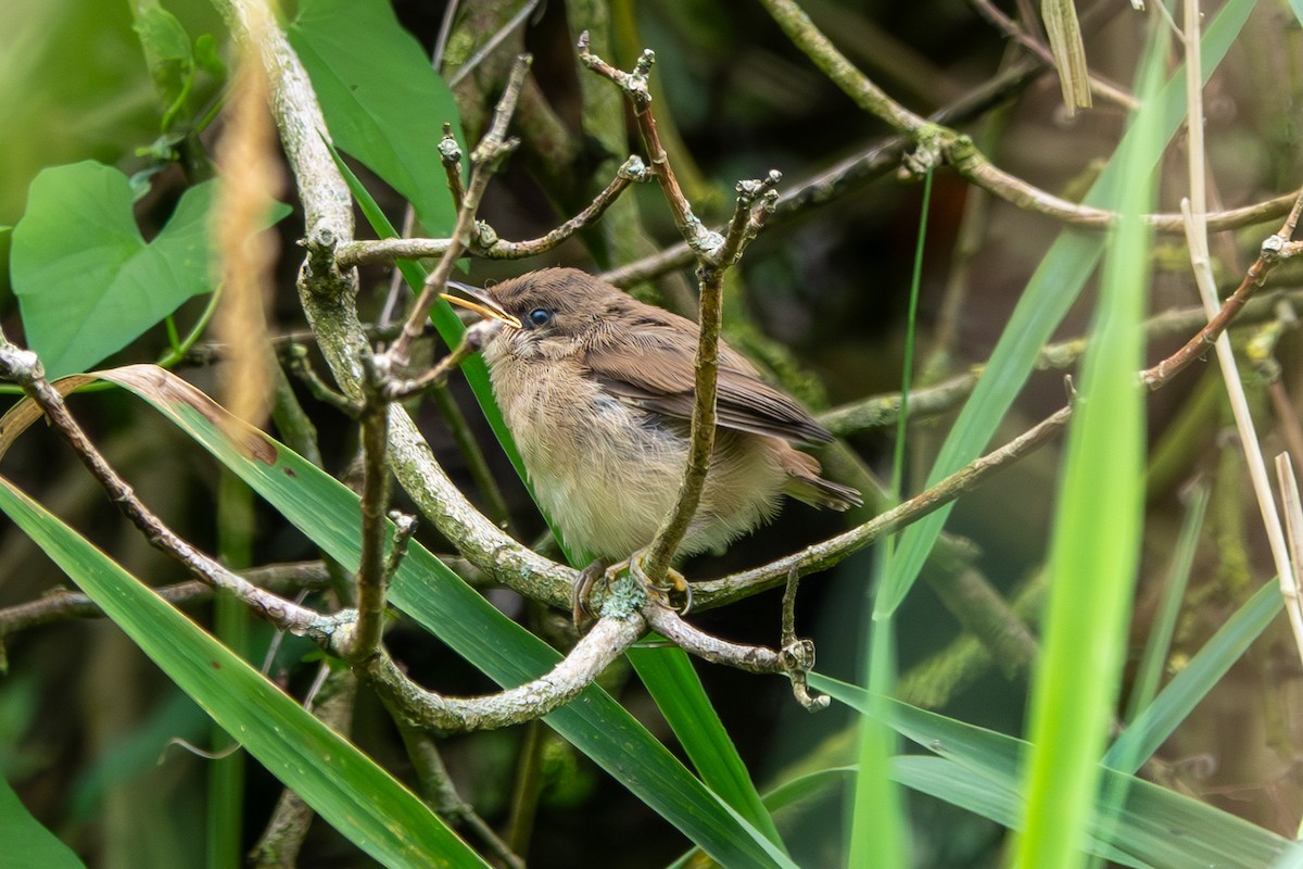 Common Reed Warbler - ML639960755