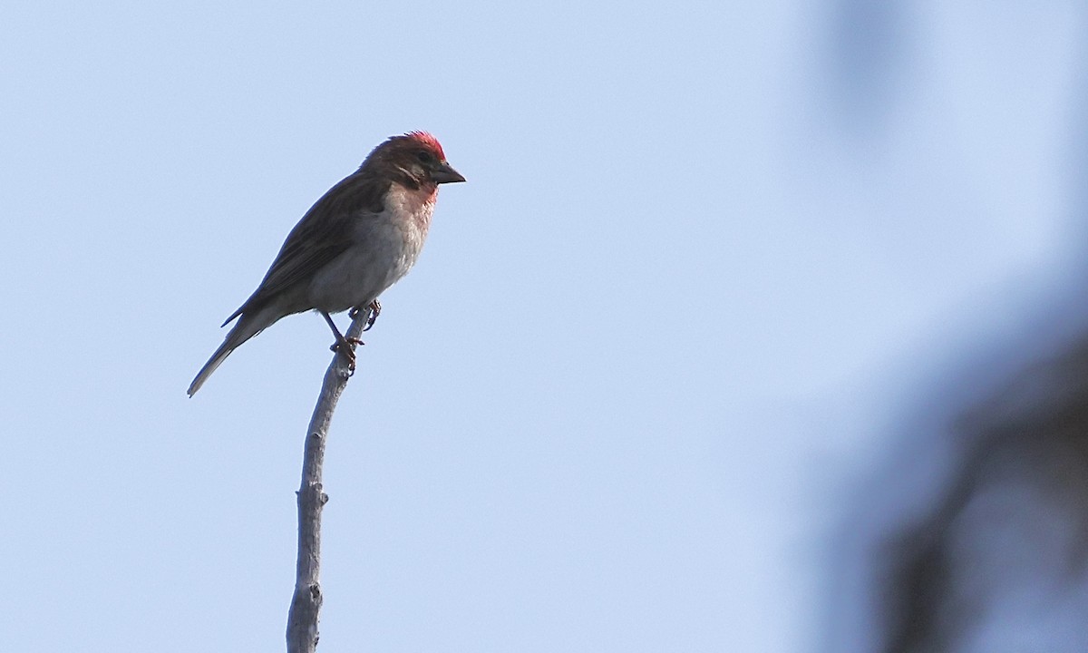 Cassin's Finch - ML639960760