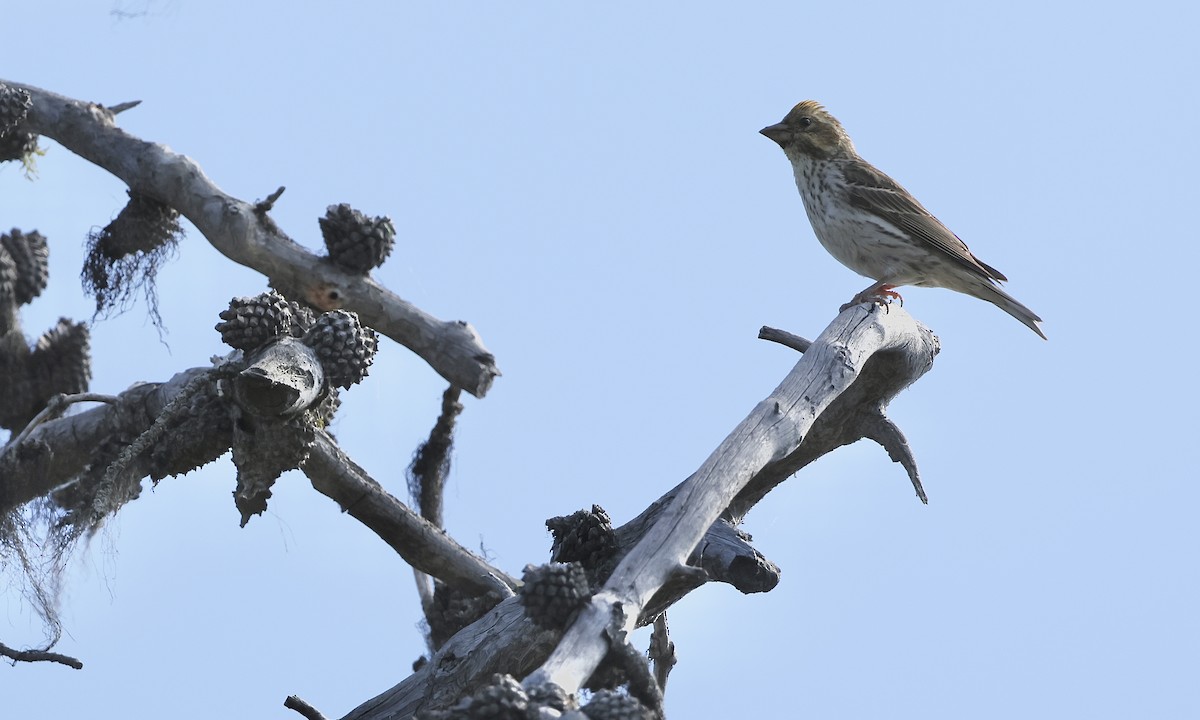 Cassin's Finch - ML639960761