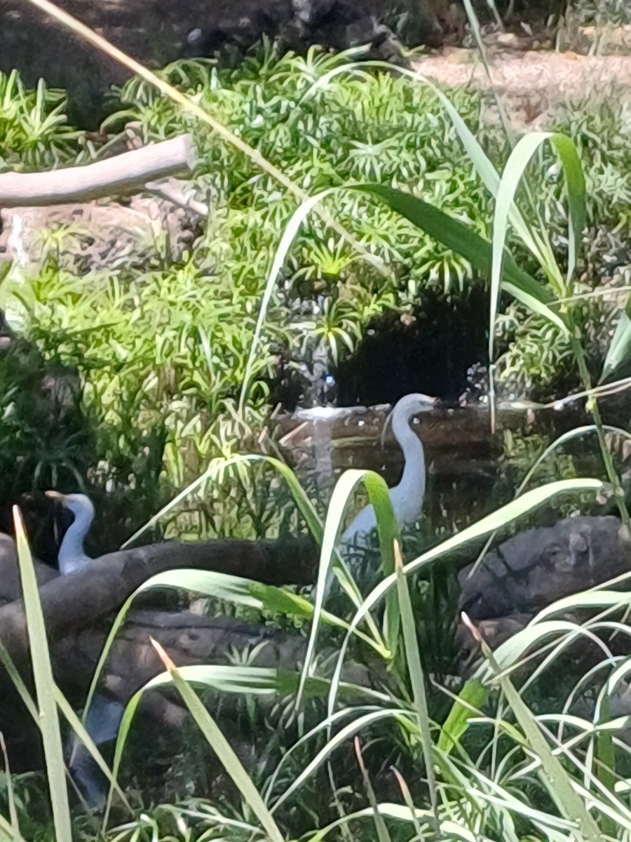 Чепура мала - ML639960784