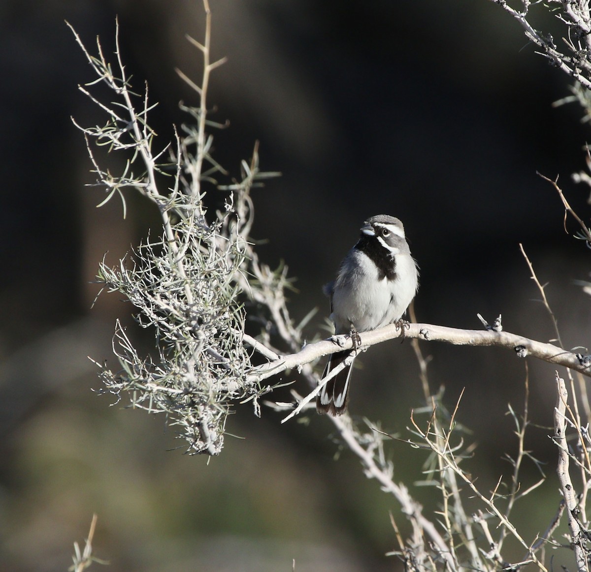 Black-throated Sparrow - ML639960807