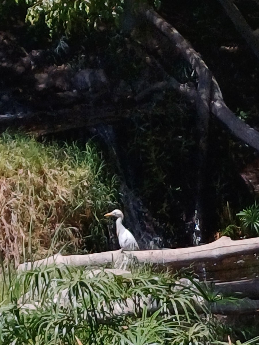 Чапля єгипетська західна - ML639960808