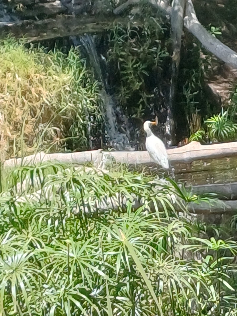 Чапля єгипетська західна - ML639960820