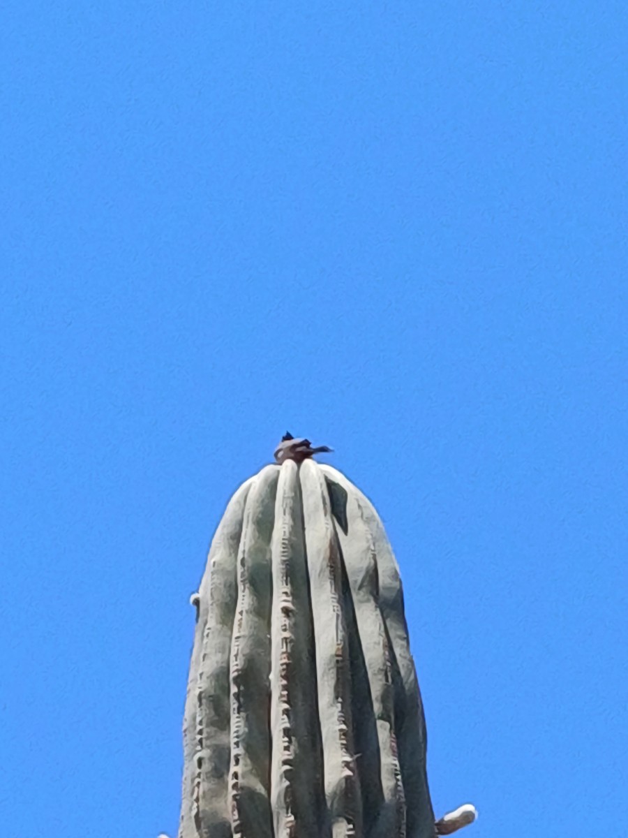 Бюльбюль червоногузий - ML639960831