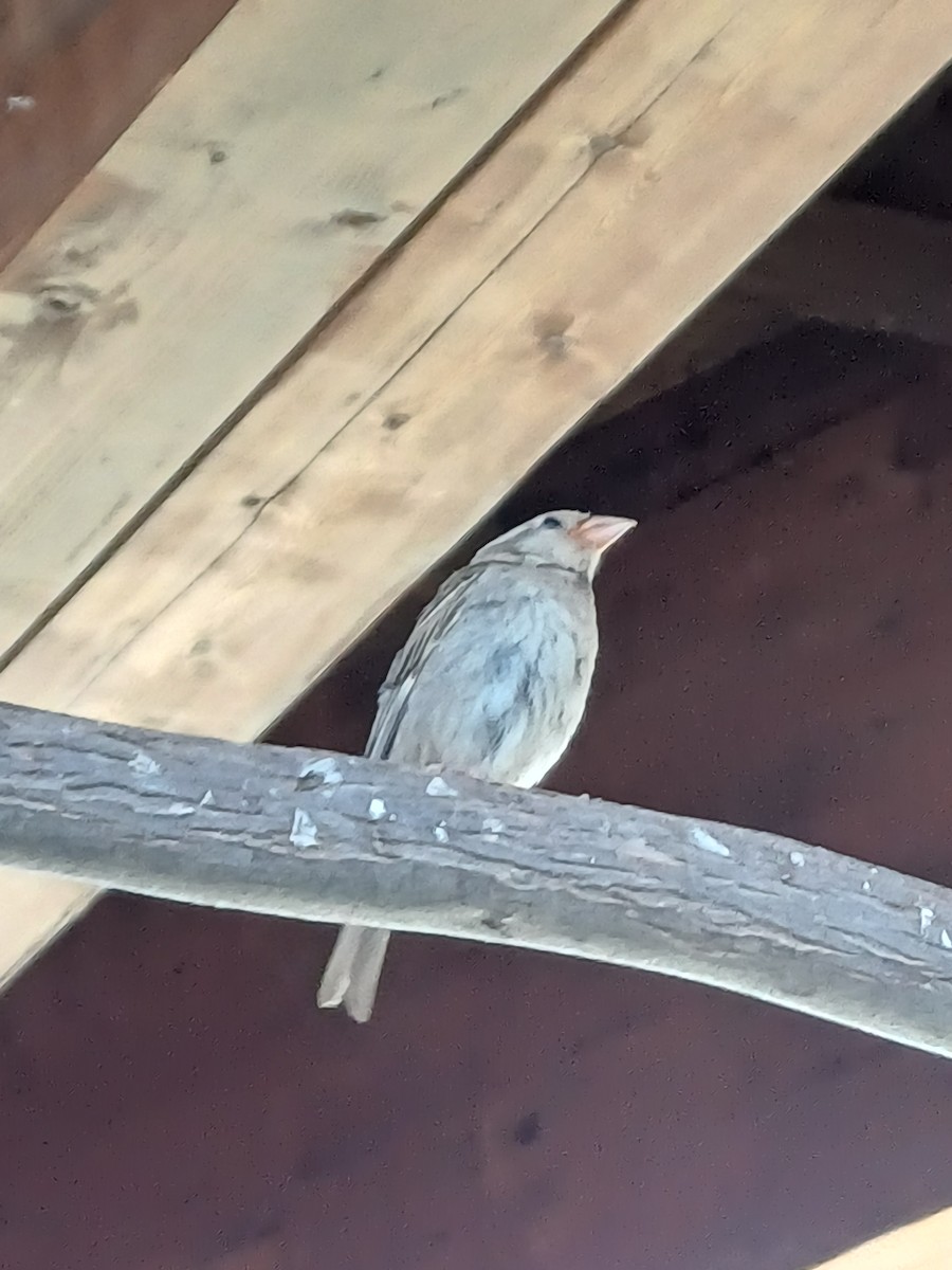 Горобець чорногрудий - ML639960837