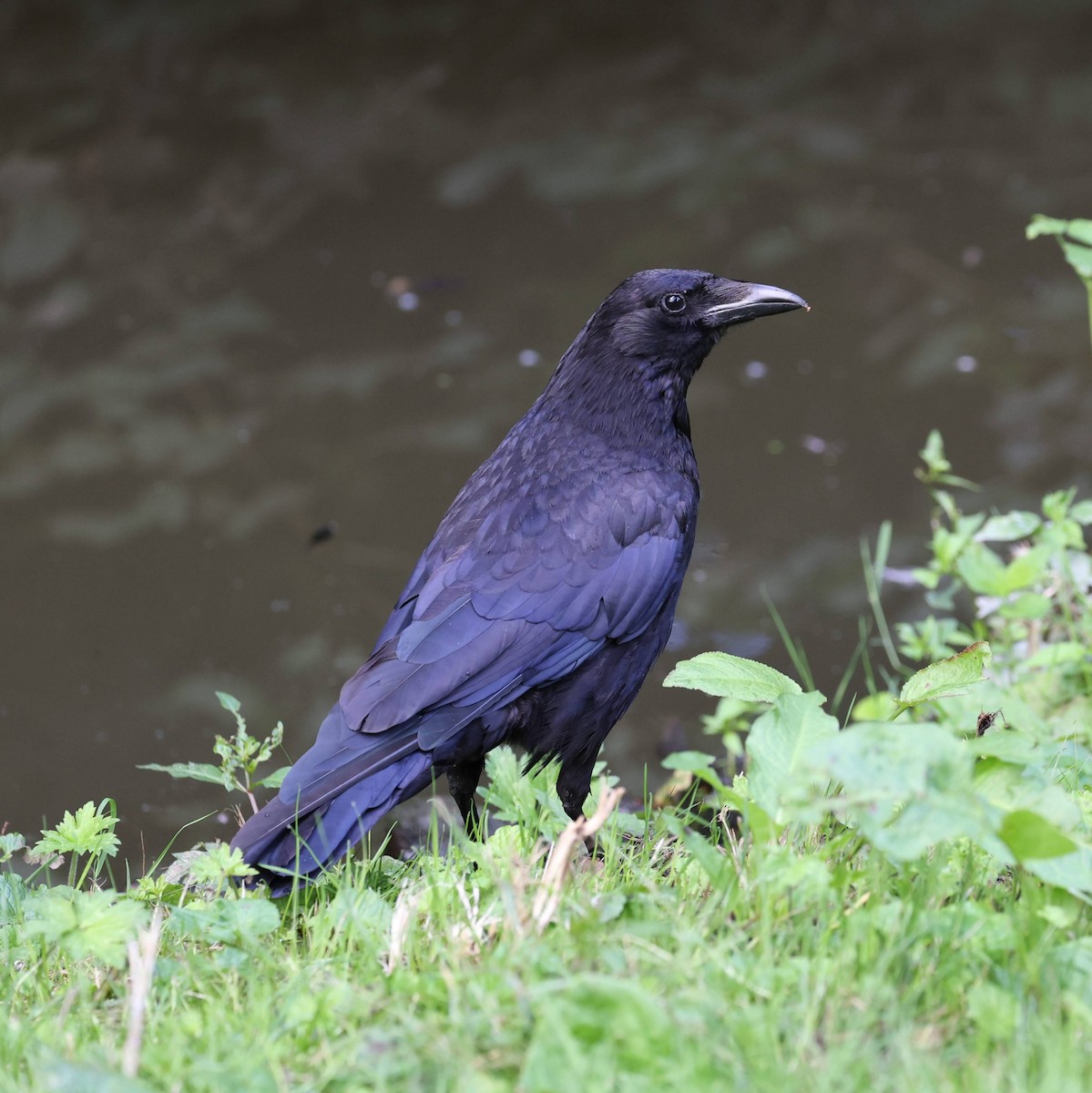 Carrion Crow - ML639960898