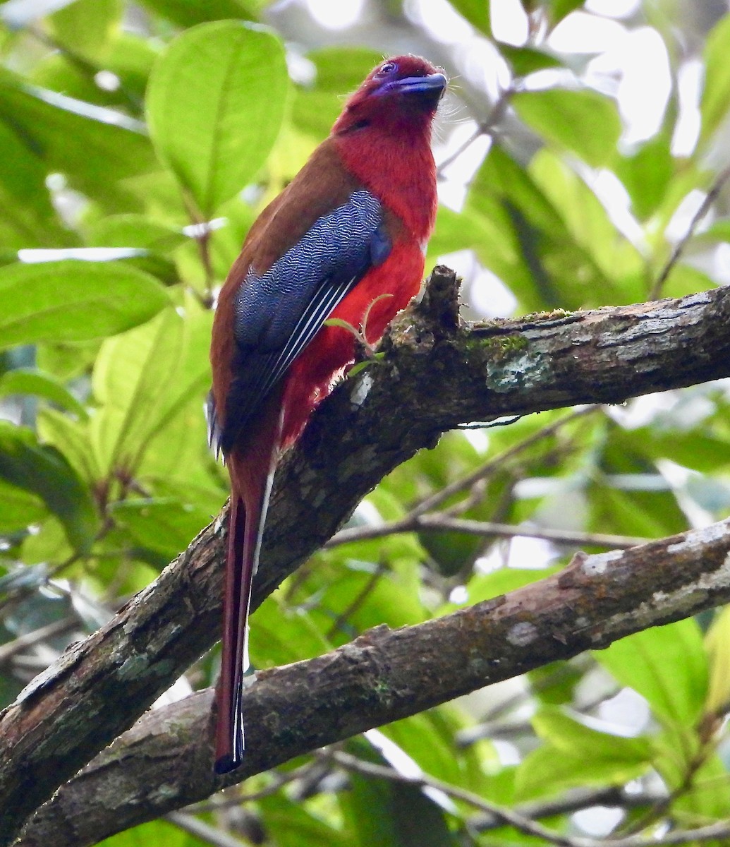 Red-headed Trogon - ML639960902