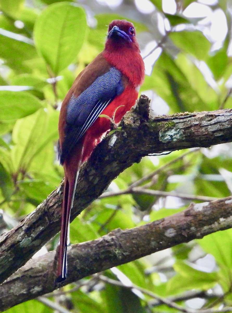 Red-headed Trogon - ML639960903