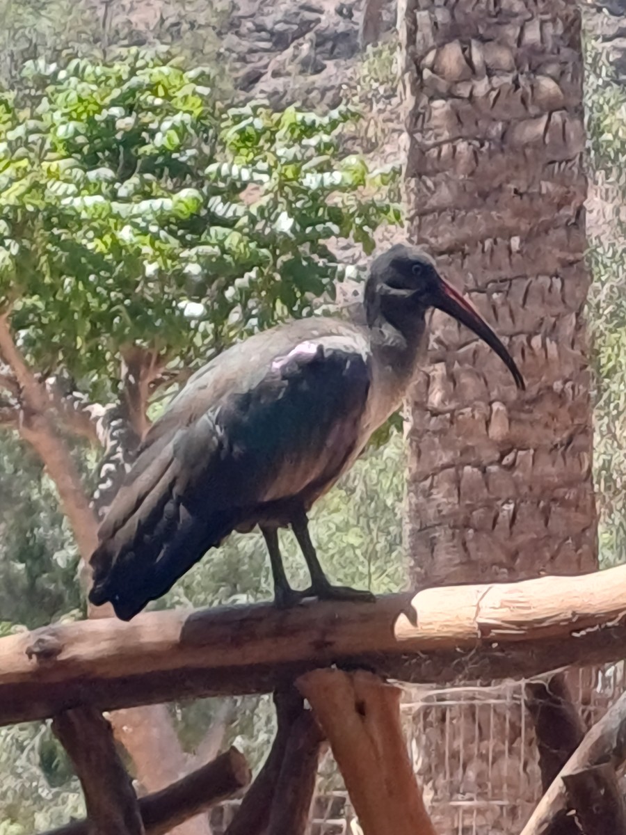 Гагедаш - ML639960951